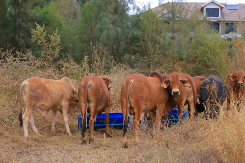 Day 1: 2nd Livestock and Genetics Expo