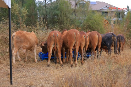 Day 1: 2nd Livestock and Genetics Expo
