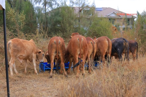Day 1: 2nd Livestock and Genetics Expo