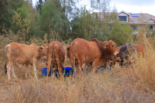 2nd Six Nations Livestock Genetics & Equipment Expo-0