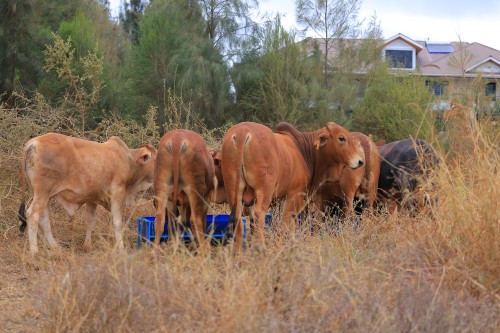 Day 1: 2nd Livestock and Genetics Expo
