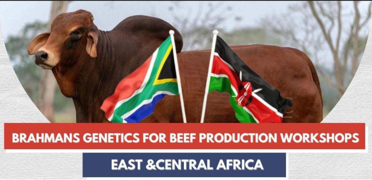 Brahman Beef Production Report