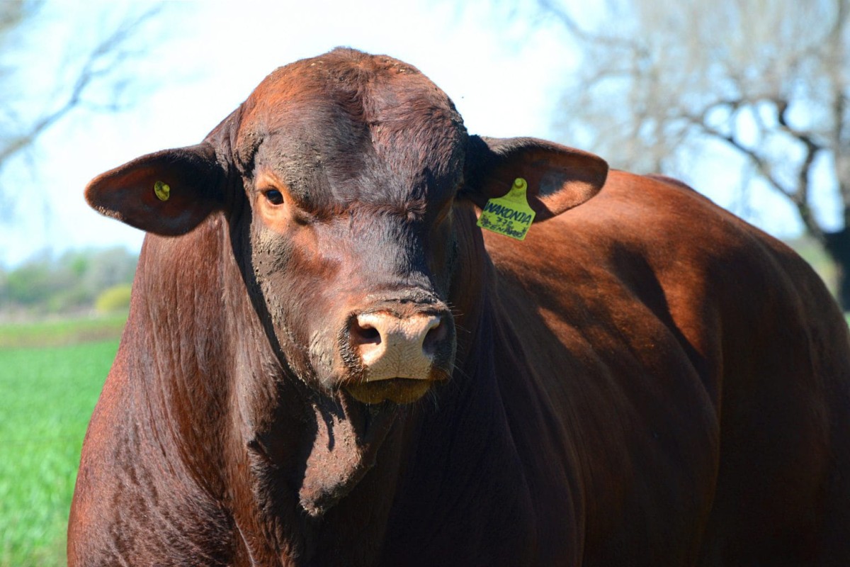 Argentina  Beef Genetics to Showcase at Six Nations Livestock Expo 11-12 September
