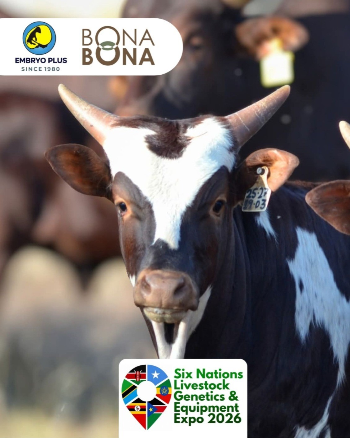 Why multi-breed focus on Ankole, Angus, and Tuli cattle, Bona Bona Livestock explains