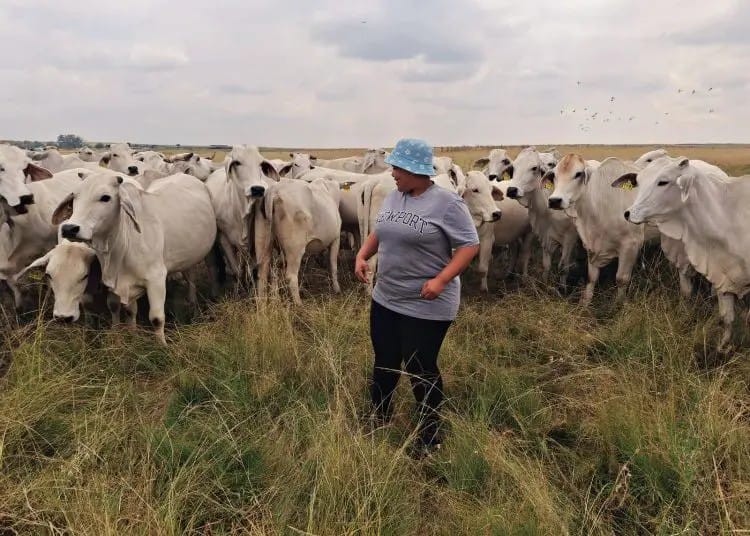 The Digital Tug-of-War in Livestock Marketing, competing on zero interests by farmers. 