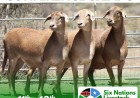 East Africa Meatmaster Breeders to showcase top genetics