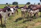 Breeders Across East Africa at the Six Nations Livestock Expo