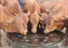 Why Molasses Can Be Valuable in Livestock Feeding