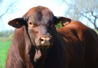 Argentina  Beef Genetics to Showcase at Six Nations Livestock Expo 11-12 September