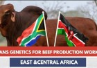 Brahman Beef Production Report