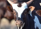 Why multi-breed focus on Ankole, Angus, and Tuli cattle, Bona Bona Livestock explains