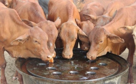 Why Molasses Can Be Valuable in Livestock Feeding