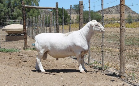 2nd Annual Animal Show, Sale & Expo