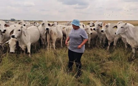 The Digital Tug-of-War in Livestock Marketing, competing on zero interests by farmers. 