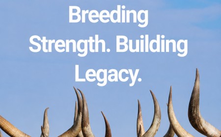 Bona Bona Livestock teams up with Embryo Plus East Africa at Six Nation Livestock Genetics Expo