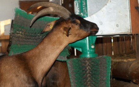 Why Your Goat Shelter Needs a Scratching Brush