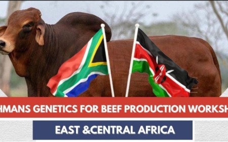 Brahman Beef Production Report