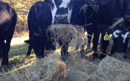 Quality Animal Feed: The Foundation of Healthy Livestock