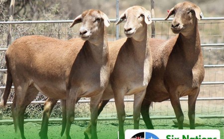 East Africa Meatmaster Breeders to showcase top genetics