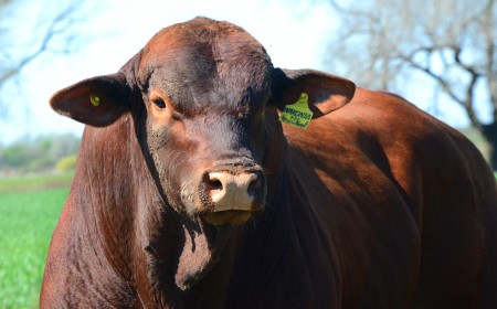 Argentina  Beef Genetics to Showcase at Six Nations Livestock Expo 11-12 September