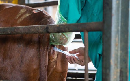 RESILIENCE THROUGH INNOVATION - 2nd Annual Six Nations Livestock Genetics Expo 2026 FOCUSES ON SURVIVAL AND PROFITABILITY
