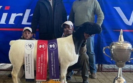 Zimbabwean Dorper proprietor Northern Dorper Breeders purchases 2 exceptionally top rams for R320 000 (2,409,647.36 Kenyan Shilling). 