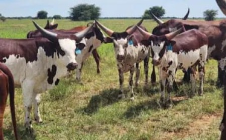 Breeders Across East Africa at the Six Nations Livestock Expo
