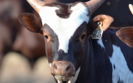 Why multi-breed focus on Ankole, Angus, and Tuli cattle, Bona Bona Livestock explains