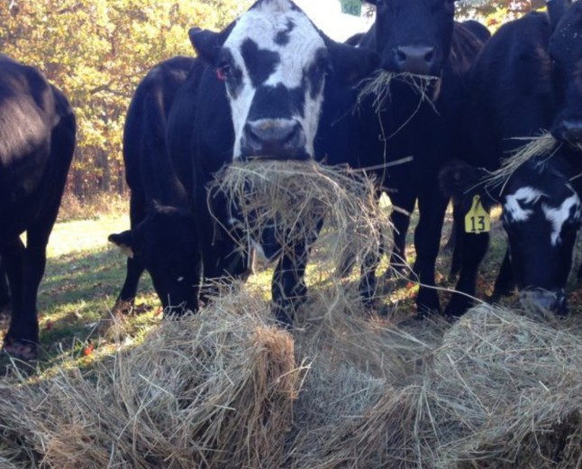 Quality Animal Feed: The Foundation of Healthy Livestock