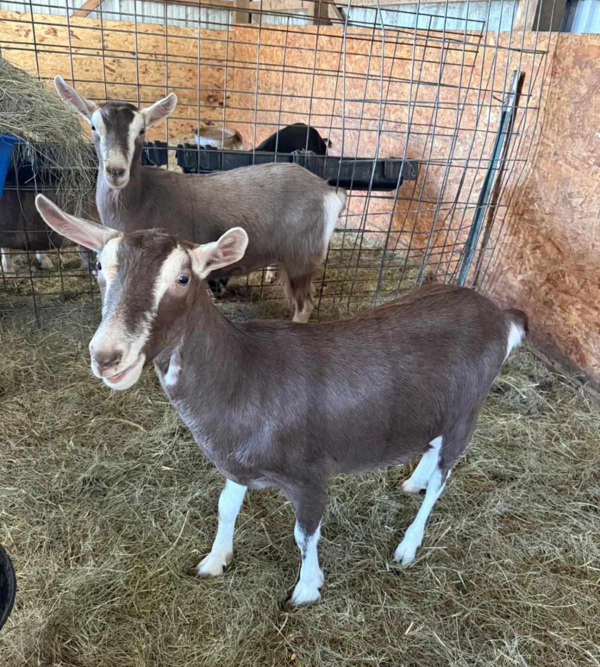 Six Nations Livestock Expo promote Assisted Reproductive Technology to Improve Goat Milk Production