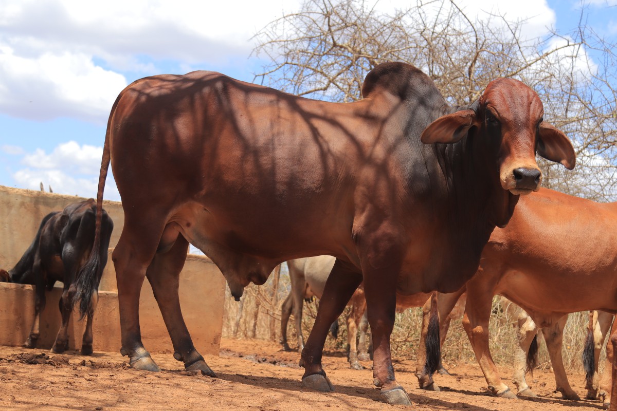 Animal Genetics for Sustainable Industry