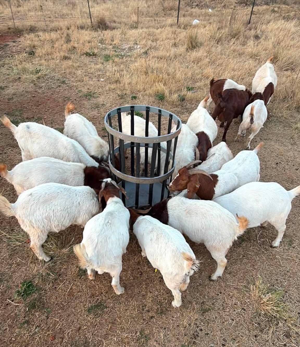 East African breeders set to  showcase elite, locally bred livestock alongside top-tier global lineages 