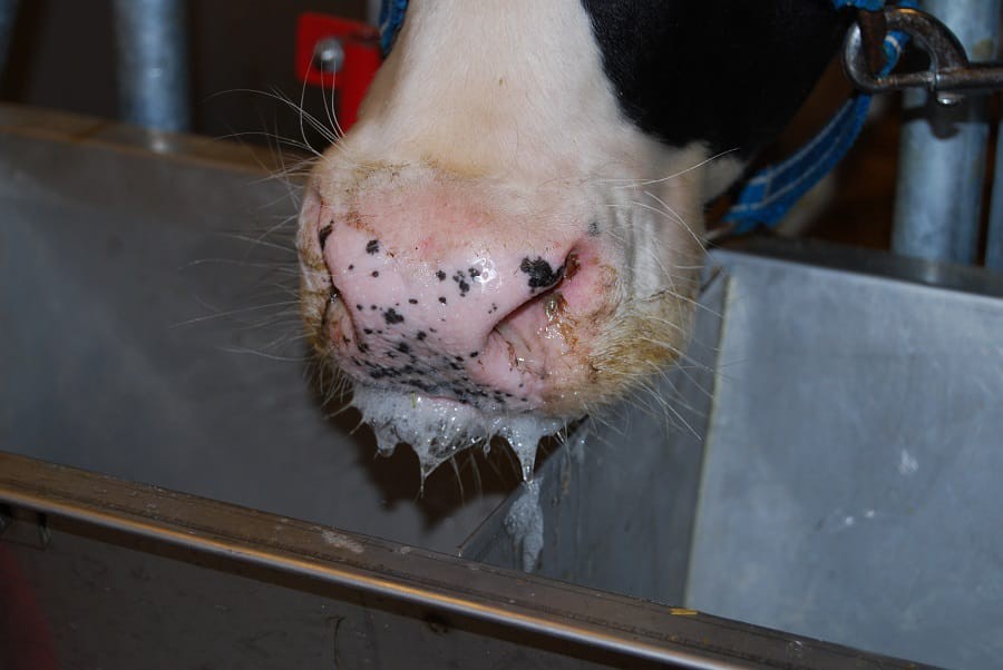 Kiambu Vets report FMD