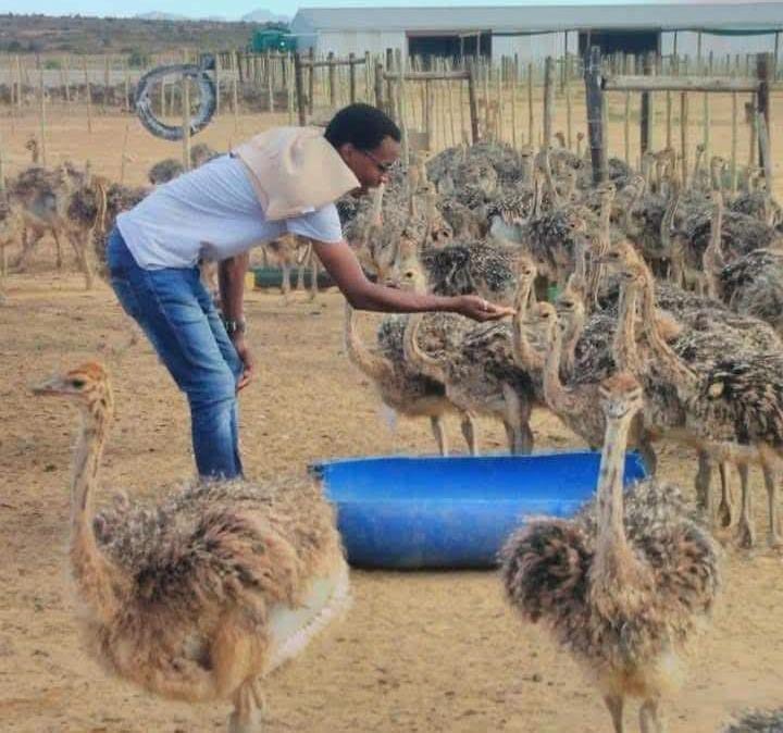 Ostrich Farming Thrives Down South, Why not Eastern region?