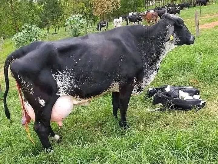 Girolando