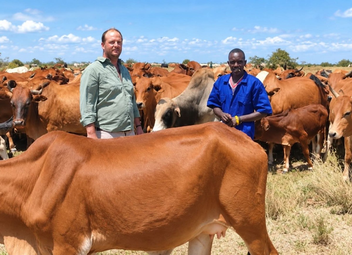 From 80 to 100 Cattle 