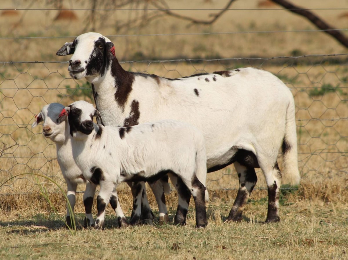 Meatmaster Sheep & Kalahari Red Embryo Technology at Six Nations Livestock Expo