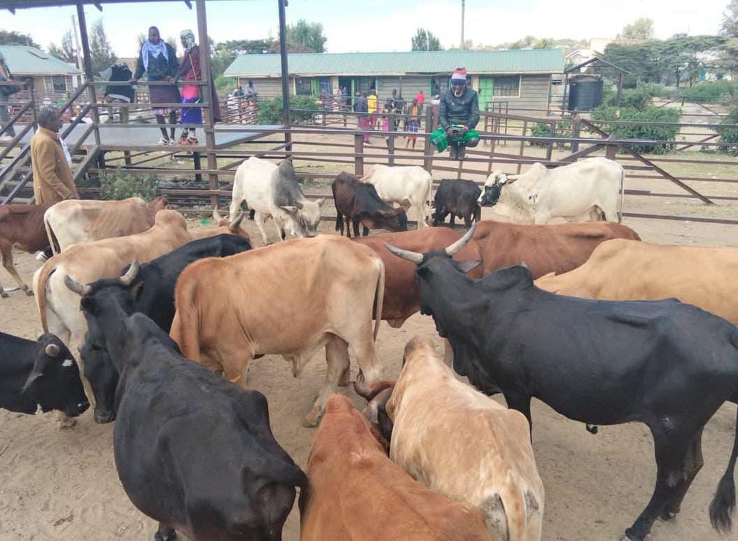 Livestock prices Depressed due to poor body condition