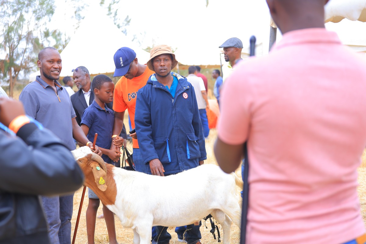 Farmers Turn Up for Day Two of the 2nd Six Nations Livestock Genetics Livestock & Equipment Expo