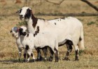 Meatmaster Sheep & Kalahari Red Embryo Technology at Six Nations Livestock Expo