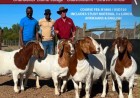 Boer Goat Course at Karoo Livestock