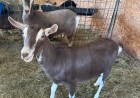 Six Nations Livestock Expo promote Assisted Reproductive Technology to Improve Goat Milk Production