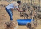 Ostrich Farming Thrives Down South, Why not Eastern region?