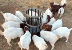 East African breeders set to  showcase elite, locally bred livestock alongside top-tier global lineages 