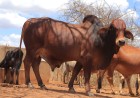 Animal Genetics for Sustainable Industry