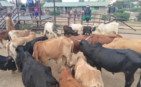 Livestock prices Depressed due to poor body condition