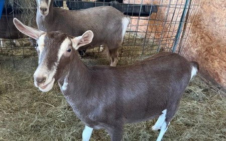Six Nations Livestock Expo promote Assisted Reproductive Technology to Improve Goat Milk Production