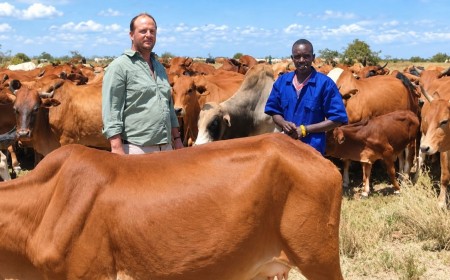 From 80 to 100 Cattle 