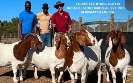 Boer Goat Course at Karoo Livestock