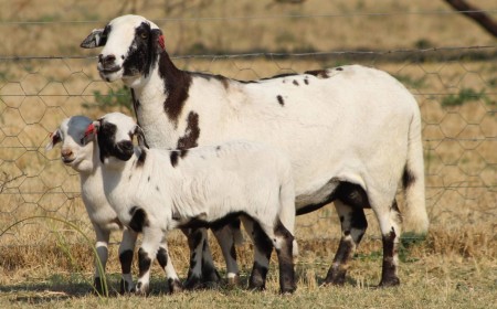 Meatmaster Sheep & Kalahari Red Embryo Technology at Six Nations Livestock Expo